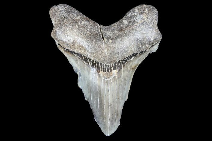 Partial, Fossil Megalodon Tooth #89413